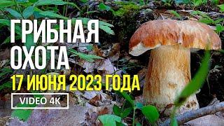 ГРИБНАЯ ОХОТА 17 июня 2023 года Сбор белых грибов и лисичек.