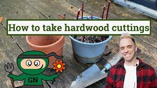 How to take hardwood cuttings multiply plants for free