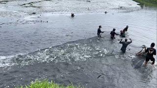 Panen Ribuan Ikan Bandeng di Empang