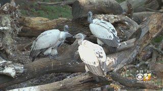 Wild Wednesday Natures Clean-Up Crew The Cape Vulture