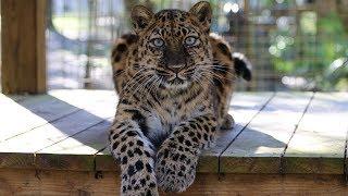 Amur Leopard Spotlight