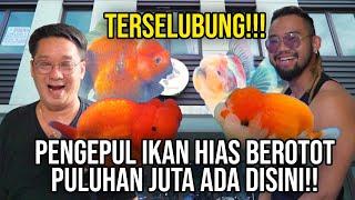 IKAN MAS HEDON GREBEK PENGEPUL IKAN MAS KOKI THAILAND KONTES  #AudreyA #KINGOFTHEJUNGLE