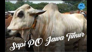 SAPI PO JUMBO DI PASAR SAPI NGAWI