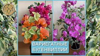 Вариегатные бугенвиллии  Variegated bougainvilleas  Diamon Orange Pink Batik Emas Perak