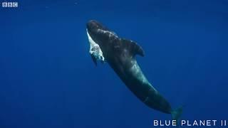 Mother pilot whale grieves over her dead calf  - The Blue Planet II Episode 4 preview - BBC One