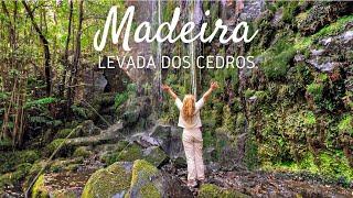 Levada dos Cedros hike in Madeira - incredible waterfall & Fanal forest