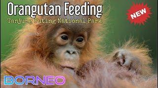 Orangutan Feeding Tanjung Puting National Park @orangutanhouseboattour6258