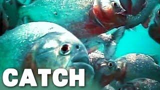 How Quickly Does a Piranha Decimate Its Victim?  River Monsters