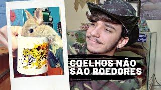 Como CRIAR um MINI COELHO do JEITO CERTO  Vida Animal