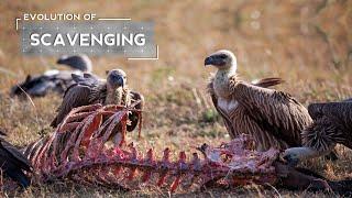How Vultures Evolved to be Scavengers