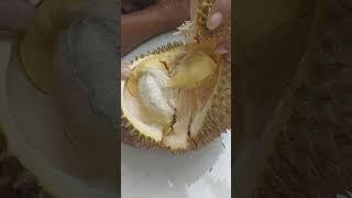 Belah Durian Montong