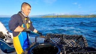 Hauling the FishLocker Lobster Pots - Summer 2024  The Fish Locker