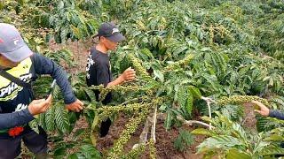 kebun pull Arsyad tamu dari suoh dan Tanggamus