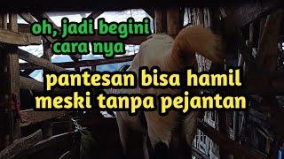 ternyata benar kambing betina bisa hamil meskipun tanpa pejantan