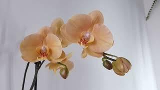 Золотая орхидеяАфриканский закатКарина Golden OrchidAfrican sunsetKarina