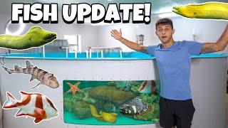 Feeding ALL My EXOTIC FISH + UPDATE