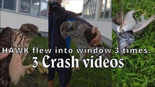 Hawk crash  Goshawk flies into window while hunting pigeons