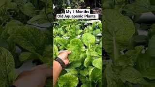 1 Months Old Aquaponic Plants #shorts #aquaponics #aquaponicsystem #akutitipkandia #aquaponik