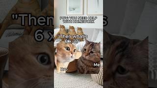 CAT MEMES  LIL VS HOMEWORK PT.3 #relatable #cat #shorts