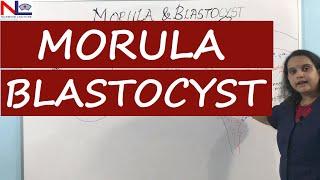 Embryonic development  Fertilization Cleavage Morula and Blastulation formation  Nursing Lecture