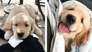 AWW  The Best Adorable Golden Puppies in The Planet Makes Your Heart Melt  Cute Puppies