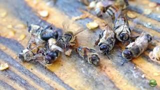 Honey Bee Behavior Drone Evictions In Spring Varroa Resistant Hygienic Behavior