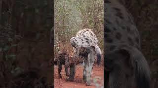 Hyena Greeting - Not Recommended For People #shorts #animals