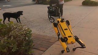 Robot Dog meets Real Dog   Scrappys Adventures