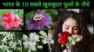 Top 10 Fragrant Scented Flower Plants To Grow At Home  सबसे खुशबूदार फूलों के पौधे उगाने का तरीका