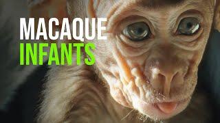 Macaque Baby Boom