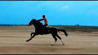 Horse Running in 80 KMPH Hassan Airport #horselover