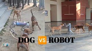Dog Fighting with Robot   Dog Vs Robot In IIT Kanpur  #puppies #robotics #techkriti
