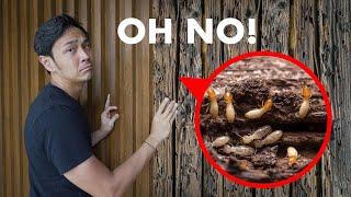 How to Deal With Termites