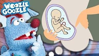 Was macht ein Baby im Bauch? l WOOZLE GOOZLE