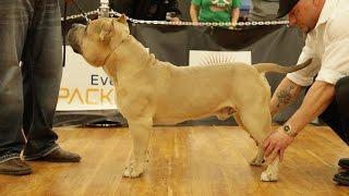 AMERICAN BULLY SHOW - MUFASA GOES HEAD TO HEAD WITH THEE BUSS