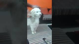 Quand la nounou fait danser le chien