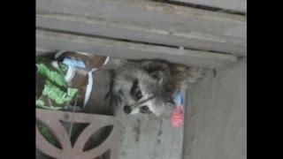 Cute Raccoon walking around with broken leg