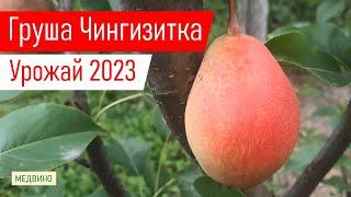 Мимо этой груши ни проходит никто_Поздняя груша Чингизитка обзор и урожай 2023