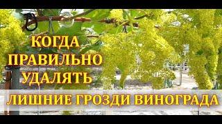 КОГДА ПРАВИЛЬНО УДАЛЯТЬ ЛИШНИЕ ГРОЗДИ ВИНОГРАДА?