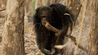 Chaos Erupts in Chimpanzee Tribe  Dynasties  BBC Earth