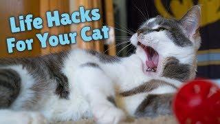 Cat Hacks To Save You Money