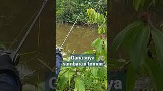 ganasnya sambaran ikan toman