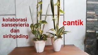 Kolaborasi Tanaman Sansevieria Dan Sirih Gading   Cantik