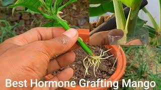 Best Hormone Grafting Mango