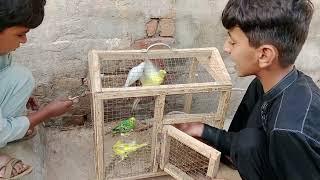 boy trying to pick colourful birds