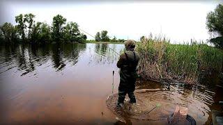 Сидимо дуже тісно риба віднерестилася та йде стаями