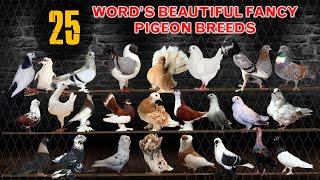 Top 25 Most Beautiful Pigeon Breeds in the World  Domestic Pigeons  Show   Fancy Breeds