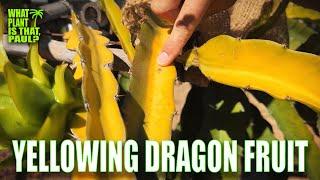 WHY do DRAGON FRUIT PLANTS Turn YELLOW?