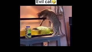 Crazy Cats  Viral Clips #shorts Video #trending #animals #funny #reels