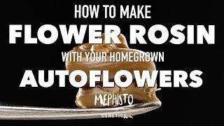 How to Make Flower Rosin with you Homegrown Autoflowers